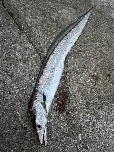タチウオの釣果