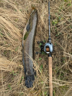 ライギョの釣果