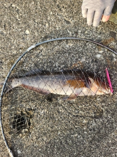 アブラコの釣果