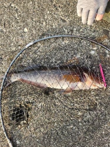 アブラコの釣果