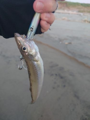 シロギスの釣果
