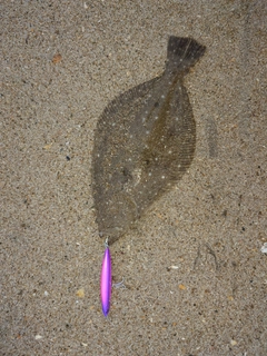 ソゲの釣果