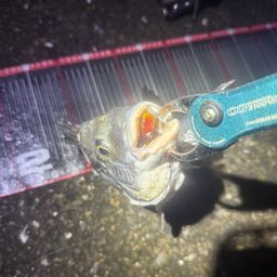 チヌ