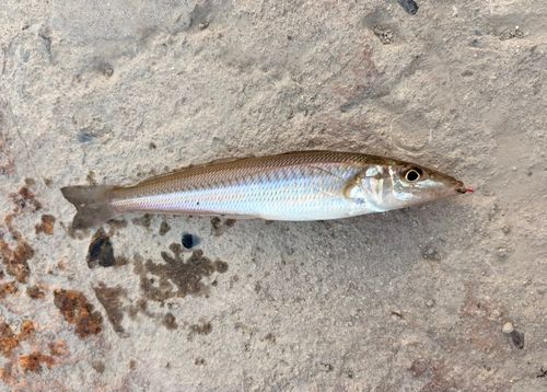 キスの釣果