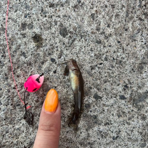 釣果