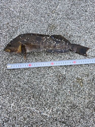 アイナメの釣果