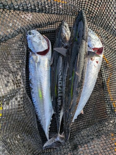 ソウダガツオの釣果