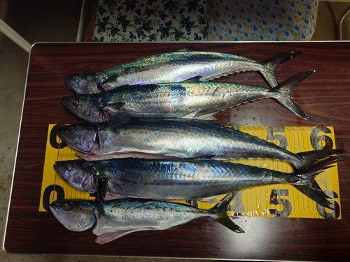 サゴシの釣果