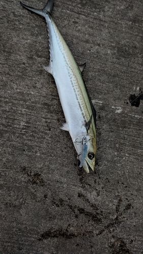 サゴシの釣果