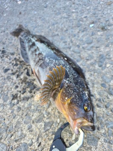 アイナメの釣果