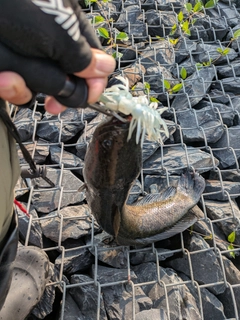 ライギョの釣果
