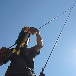 ラージマウスバス