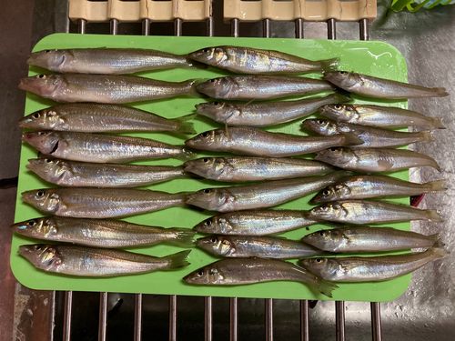 キスの釣果