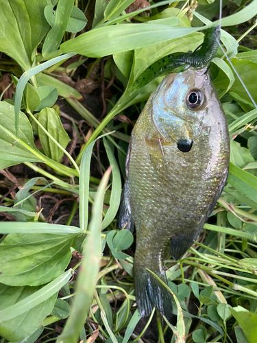 ブルーギルの釣果