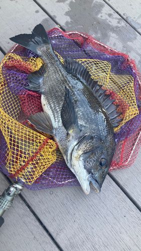 クロダイの釣果