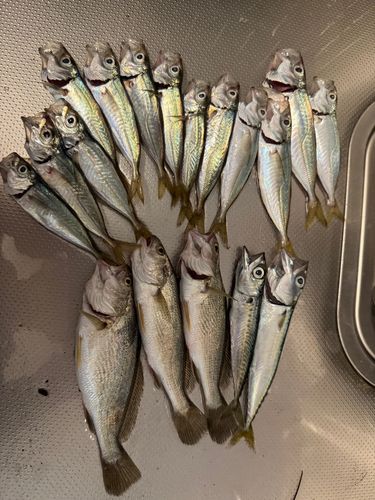 アジの釣果