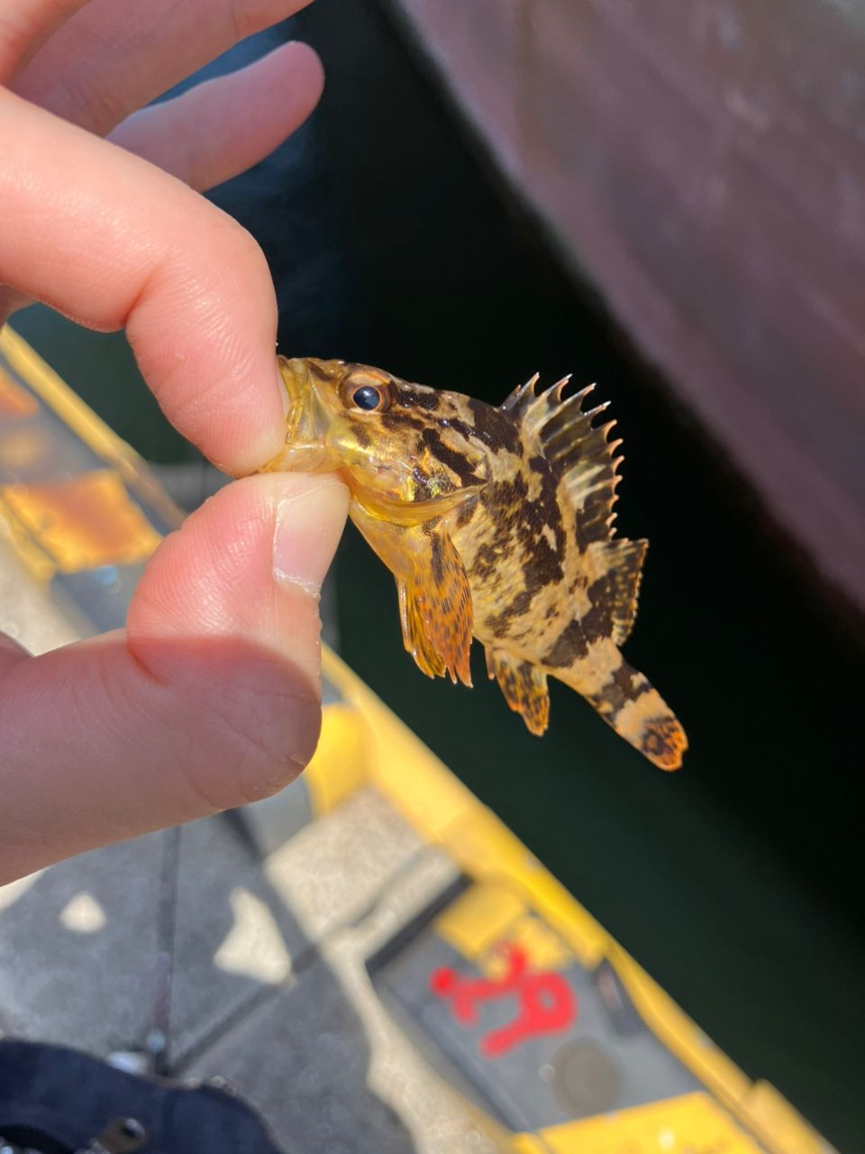 タケノコメバル