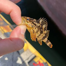 タケノコメバル