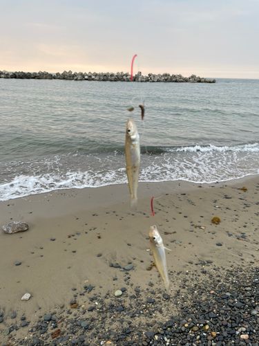 キスの釣果