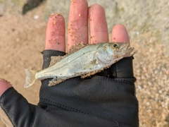 セイゴ(マルスズキ)の釣果