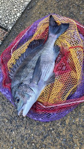クロダイの釣果