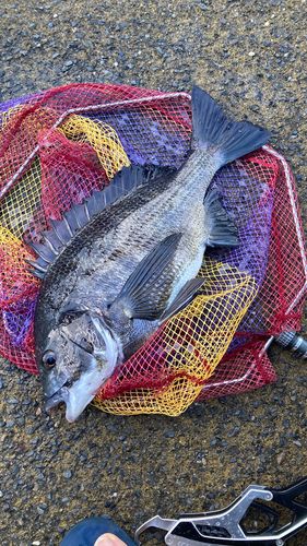 クロダイの釣果