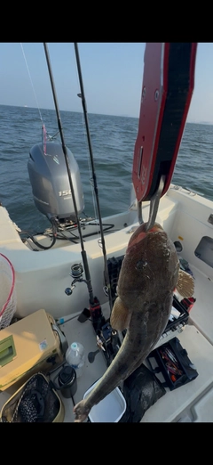 マゴチの釣果