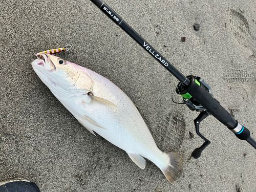 ニベの釣果