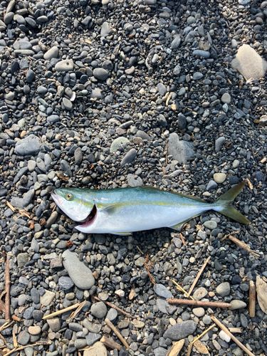 ワカシの釣果
