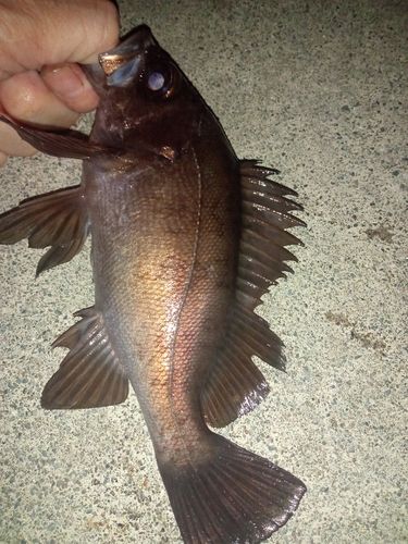 メバルの釣果