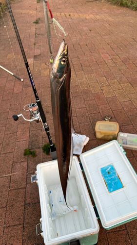 タチウオの釣果