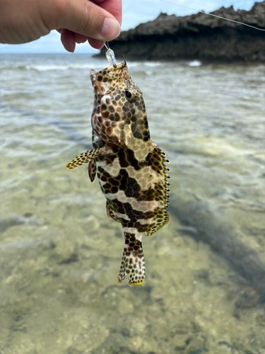 イシミーバイの釣果