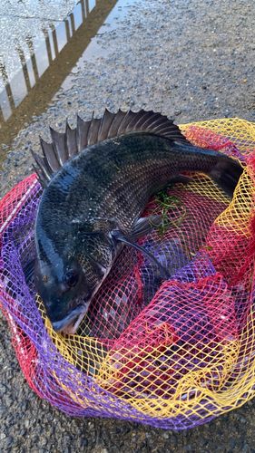 クロダイの釣果