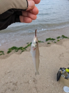 シロギスの釣果