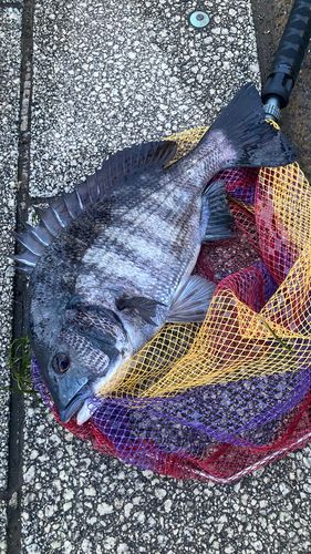 クロダイの釣果