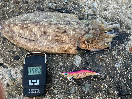 モンゴウイカの釣果