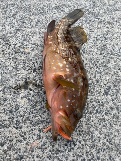 アコウの釣果