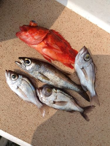 シロムツの釣果