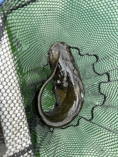 ナマズの釣果