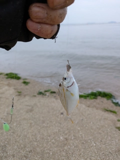 ヒイラギの釣果