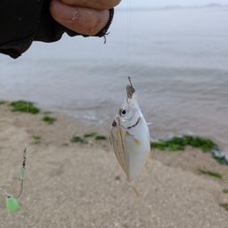 ヒイラギ