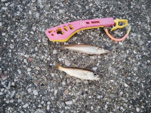 シロギスの釣果