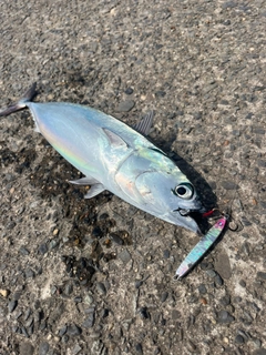 ソウダガツオの釣果