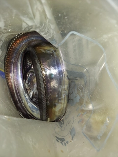 タチウオの釣果