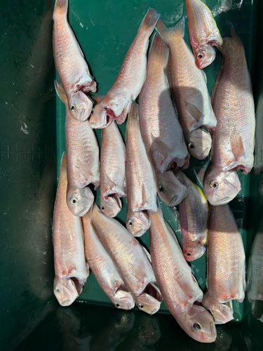 シロアマダイの釣果