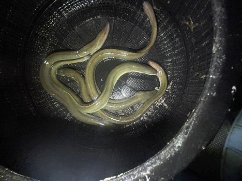 ニホンウナギの釣果