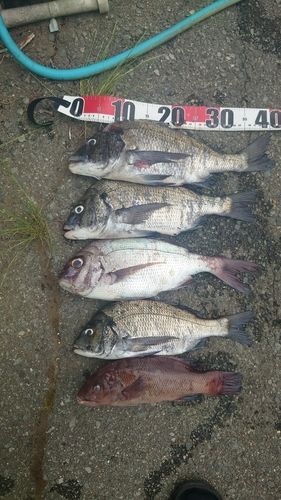 チヌの釣果
