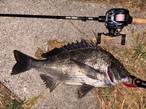 クロダイの釣果