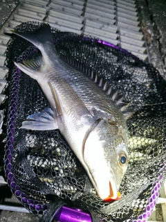 キビレの釣果