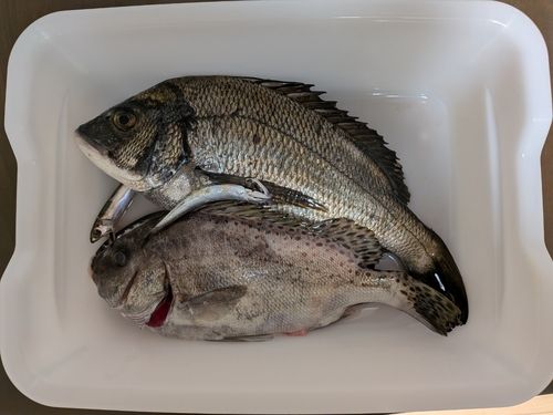 クロダイの釣果
